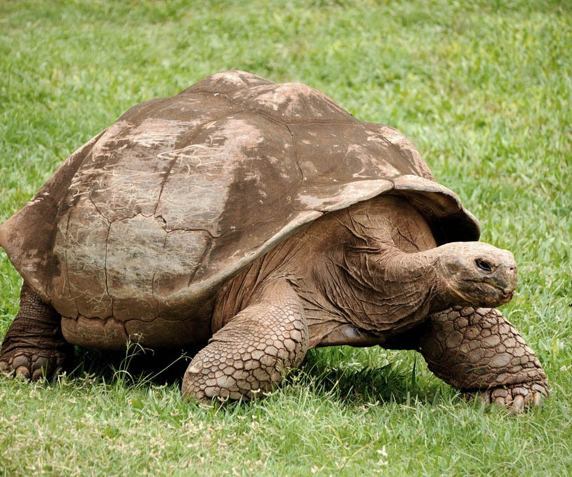  Οι τεράστιες χελώνες των Γκαλαπάγκος  