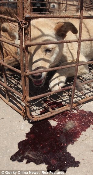 Έσωσαν σκυλιά που προορίζονταν για φαγητό σε εστιατόρια  