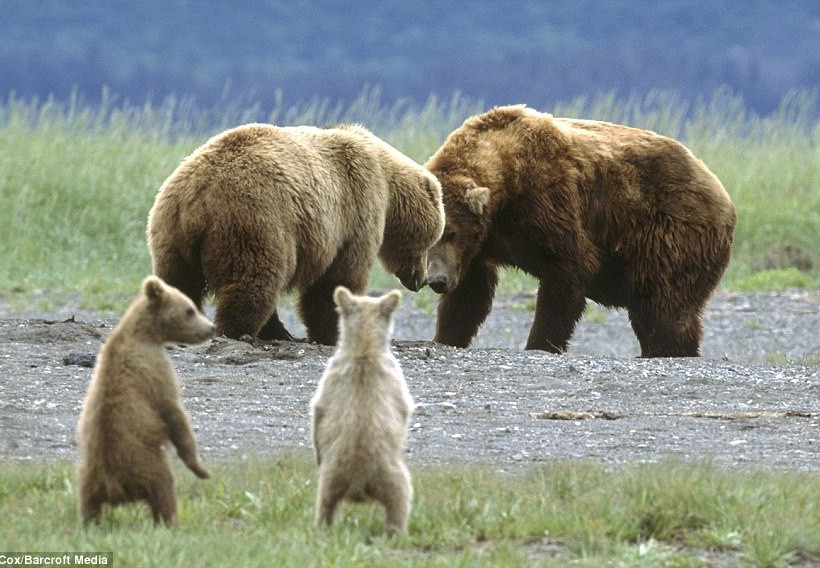 Δείτε αρκουδάκια να παίζουν με τους γονείς τους! 