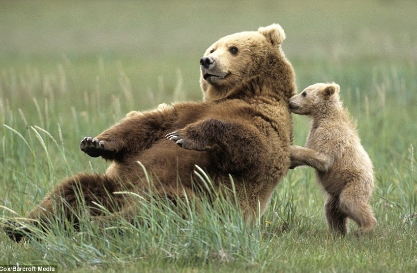 Δείτε αρκουδάκια να παίζουν με τους γονείς τους! 