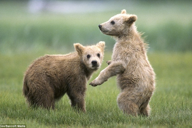 Δείτε αρκουδάκια να παίζουν με τους γονείς τους! 
