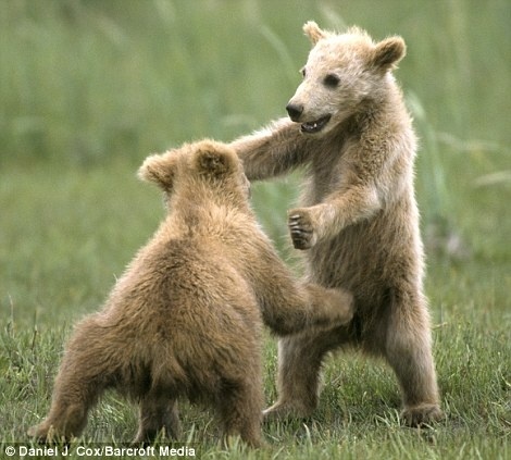Δείτε αρκουδάκια να παίζουν με τους γονείς τους! 