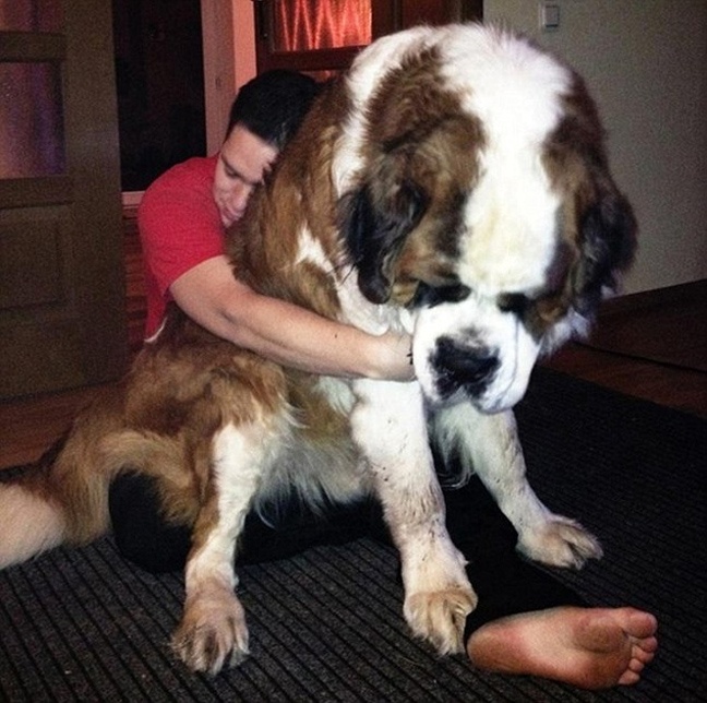 Μερικά από τα μεγαλύτερα σκυλιά στον κόσμο