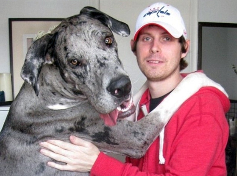 Μερικά από τα μεγαλύτερα σκυλιά στον κόσμο