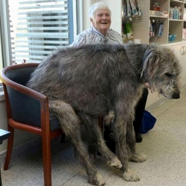 Μερικά από τα μεγαλύτερα σκυλιά στον κόσμο