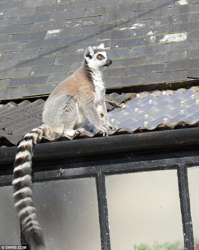 Ο άτακτος λεμούριος 