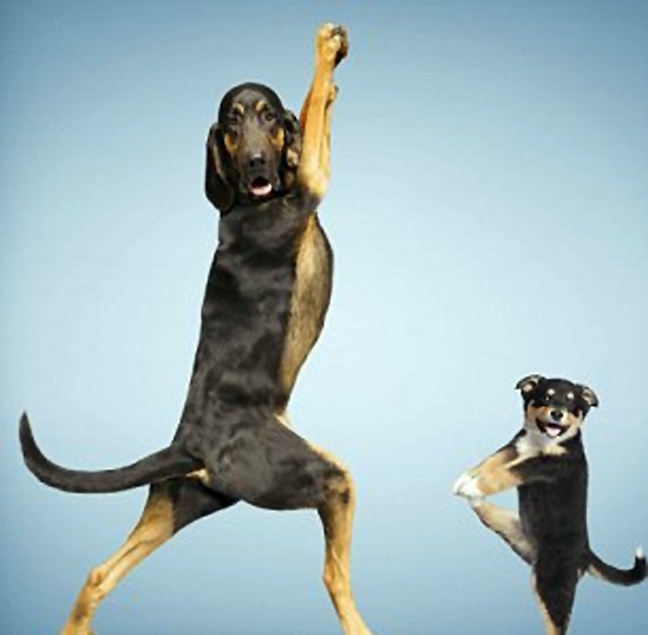 Ζώα που κάνουν γυμναστική (φωτο)