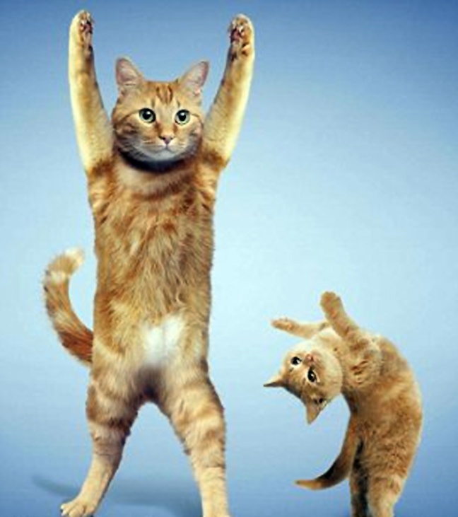 Ζώα που κάνουν γυμναστική (φωτο)