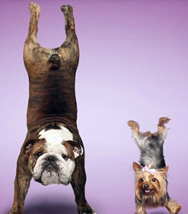 Ζώα που κάνουν γυμναστική (φωτο)
