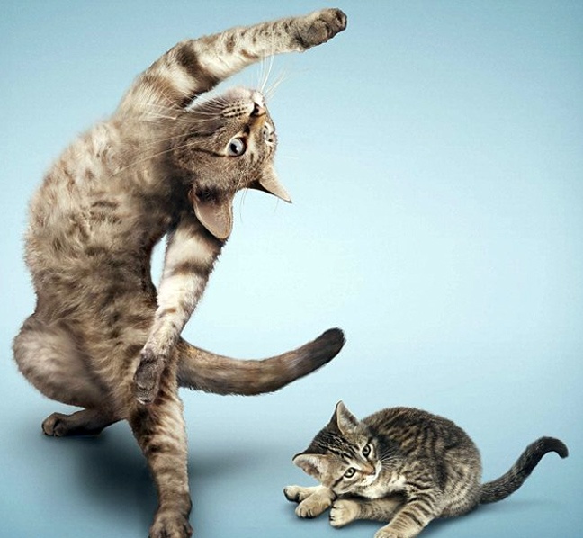 Ζώα που κάνουν γυμναστική (φωτο)