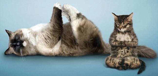 Ζώα που κάνουν γυμναστική (φωτο)