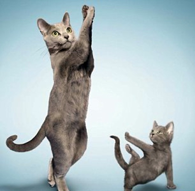 Ζώα που κάνουν γυμναστική (φωτο)