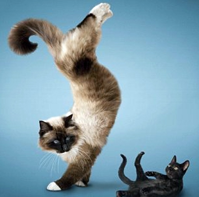 Ζώα που κάνουν γυμναστική (φωτο)