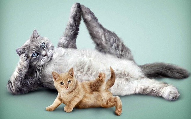 Ζώα που κάνουν γυμναστική (φωτο)