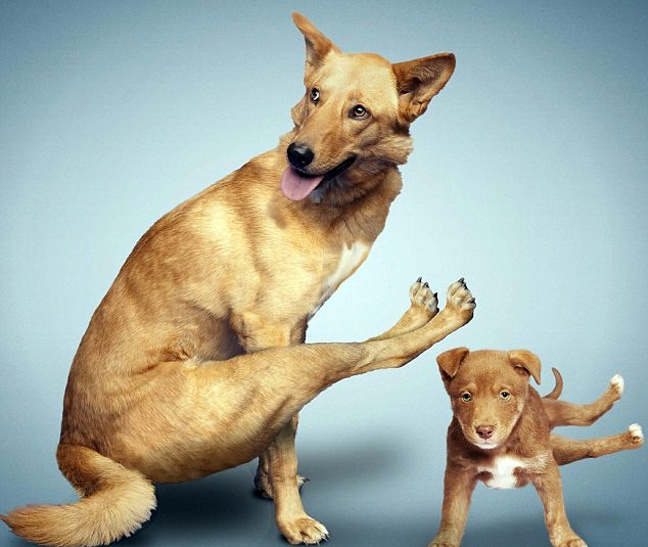 Ζώα που κάνουν γυμναστική (φωτο)