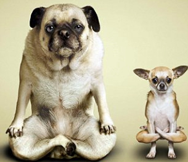 Ζώα που κάνουν γυμναστική (φωτο)