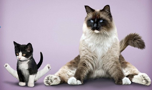 Ζώα που κάνουν γυμναστική (φωτο)