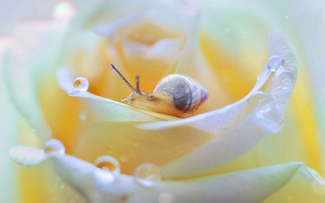 Φωτογραφίες από τον κόσμο των εντόμων  