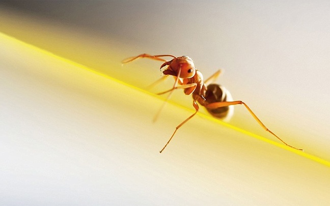 Φωτογραφίες από τον κόσμο των εντόμων  