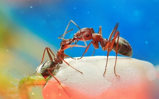 Φωτογραφίες από τον κόσμο των εντόμων  