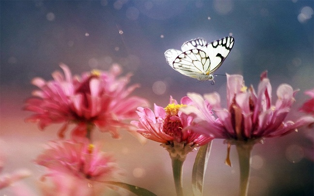 Φωτογραφίες από τον κόσμο των εντόμων  