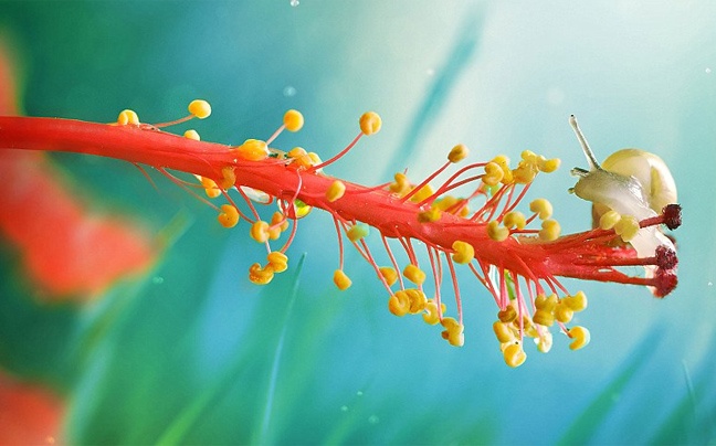 Φωτογραφίες από τον κόσμο των εντόμων  