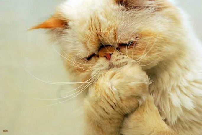 Απίστευτες εκφράσεις ζώων! (pics)