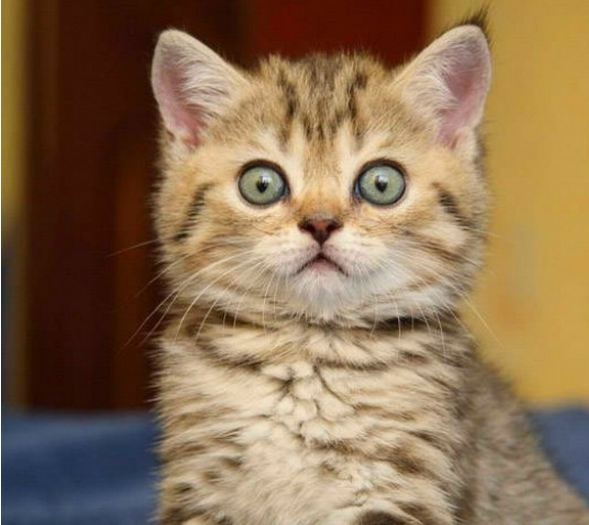 Απίστευτες εκφράσεις ζώων! (pics)