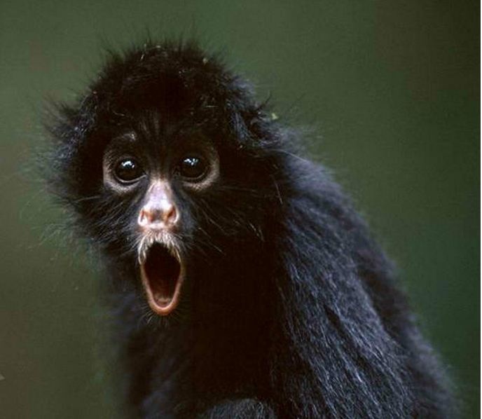 Απίστευτες εκφράσεις ζώων! (pics)