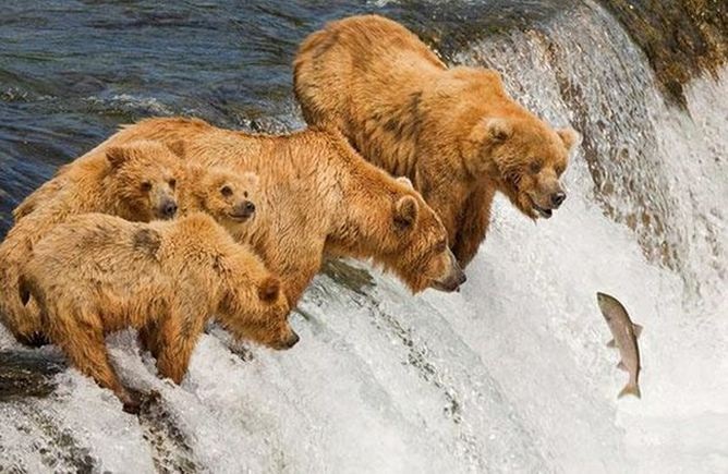 Θέλει τύχη για να τραβήξεις τέτοιες φωτογραφίες με ζώα! 