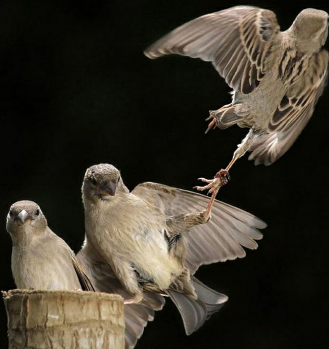 Θέλει τύχη για να τραβήξεις τέτοιες φωτογραφίες με ζώα! 
