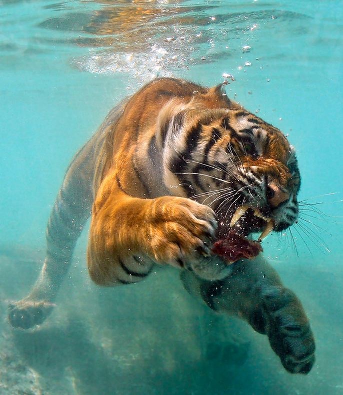 Θέλει τύχη για να τραβήξεις τέτοιες φωτογραφίες με ζώα! 