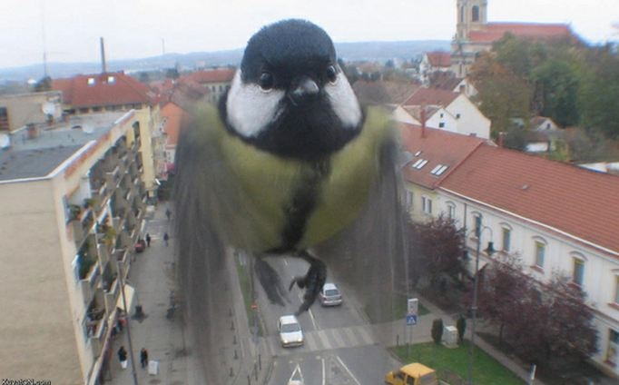 Θέλει τύχη για να τραβήξεις τέτοιες φωτογραφίες με ζώα! 