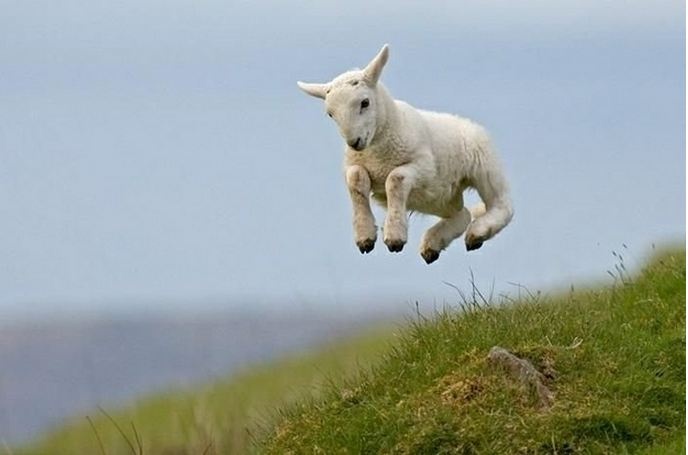 Θέλει τύχη για να τραβήξεις τέτοιες φωτογραφίες με ζώα! 