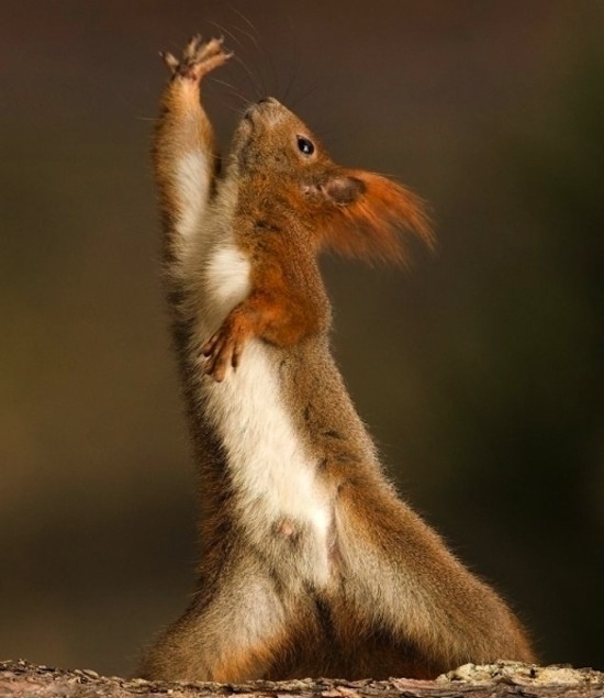 ΦΩΤΟ: Ζώα σε τρελά κέφια