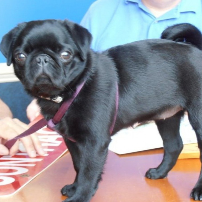 Όταν τα σκυλάκια πάνε γραφείο! (pics)