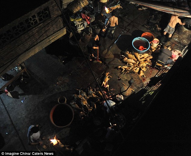 ΣΟΚ: Σερβίρουν για κυρίως γεύμα… σκυλιά! (vid + pics)