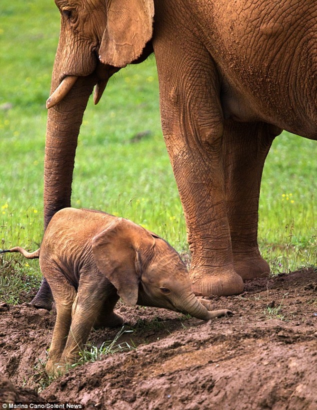Εκπληκτικό: Μαμά ελεφαντίνα διασώζει το μωρό της (pics)