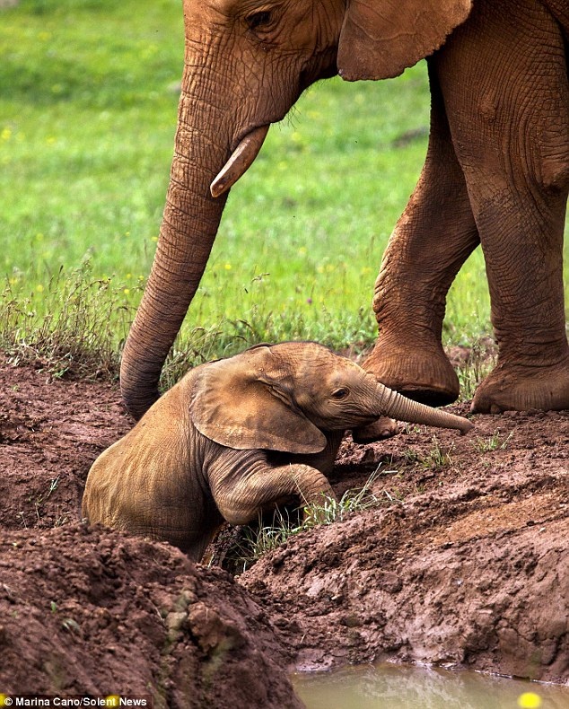Εκπληκτικό: Μαμά ελεφαντίνα διασώζει το μωρό της (pics)