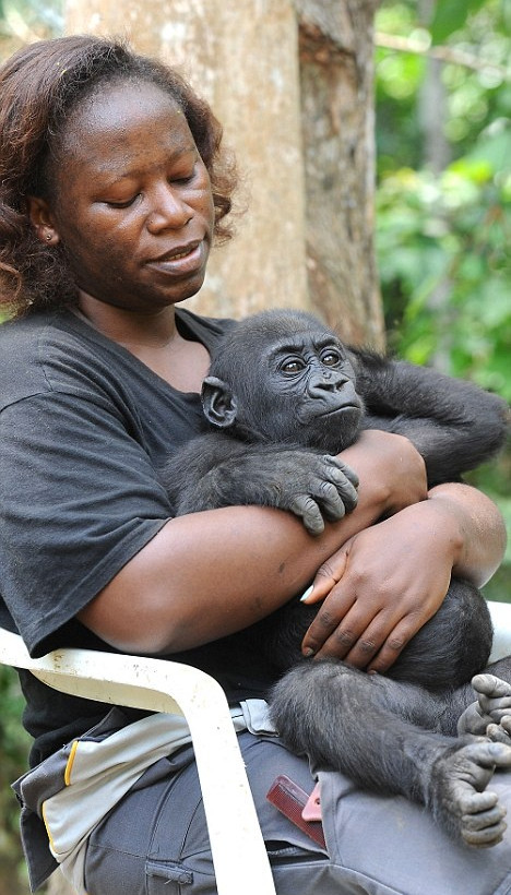 Δυο γορίλες διαλύουν παγίδες που σκότωσαν φίλους τους
