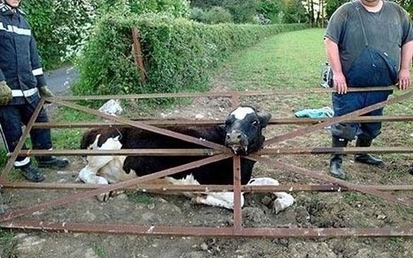 ΔΕΙΤΕ: Ζώα που… κόλλησαν!