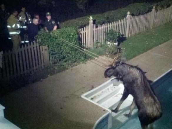 ΔΕΙΤΕ: Ζώα που… κόλλησαν!