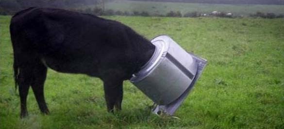 ΔΕΙΤΕ: Ζώα που… κόλλησαν!