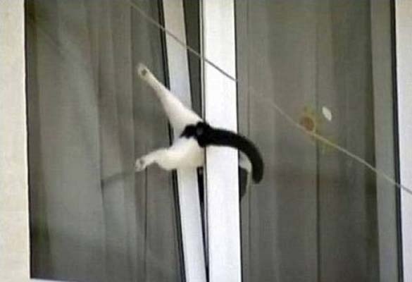 ΔΕΙΤΕ: Ζώα που… κόλλησαν!