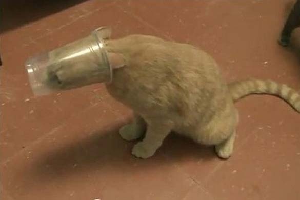 ΔΕΙΤΕ: Ζώα που… κόλλησαν!