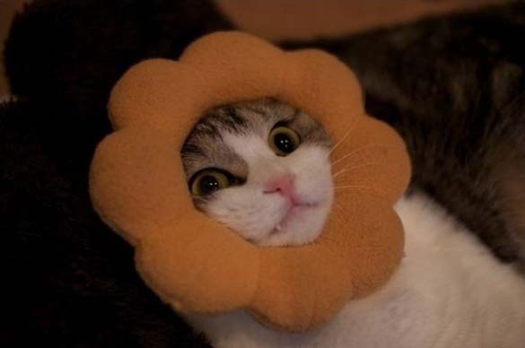 ΔΕΙΤΕ: Ζώα που… κόλλησαν!