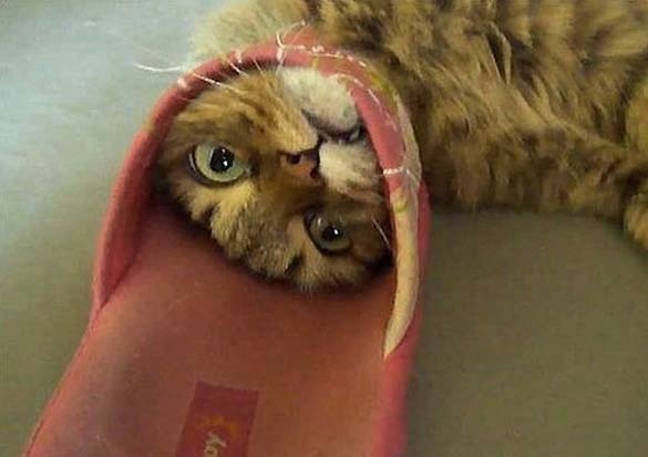 ΔΕΙΤΕ: Ζώα που… κόλλησαν!