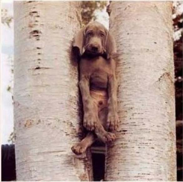 ΔΕΙΤΕ: Ζώα που… κόλλησαν!