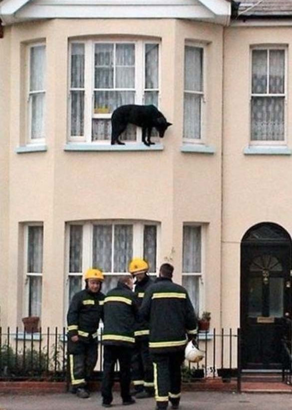 ΔΕΙΤΕ: Ζώα που… κόλλησαν!