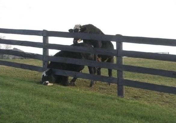 ΔΕΙΤΕ: Ζώα που… κόλλησαν!